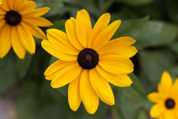 Yellow black-eyed susan flowers close up