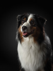 Tricolor Australian Shepherd on a black background. Beautiful dog portrait in studio