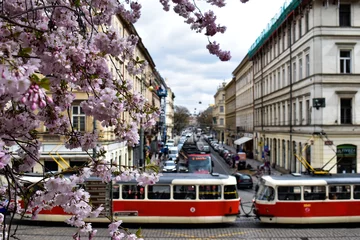Fotobehang blooming pink sakura cherry tree blossom with Tram and historic old town in Prague, Czech Republic. © Adam
