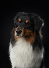 Tricolor Australian Shepherd on a black background. Beautiful dog portrait in studio