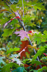 Hojas rojas en el comienzo del otoño con gotas de lluvia.