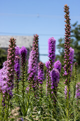 Obraz premium Purple liatris flowers blooming in a garden