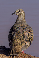 Common Bronzewing in Victoria Australia