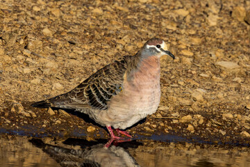 Common Bronzewing in Victoria Australia