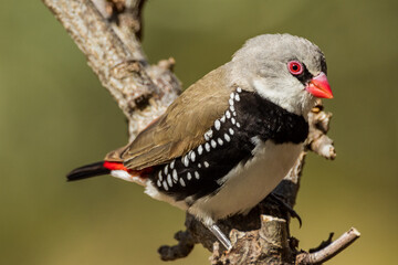 Diamond Firetail in Victoria Australia