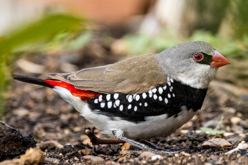 Diamond Firetail in Victoria Australia