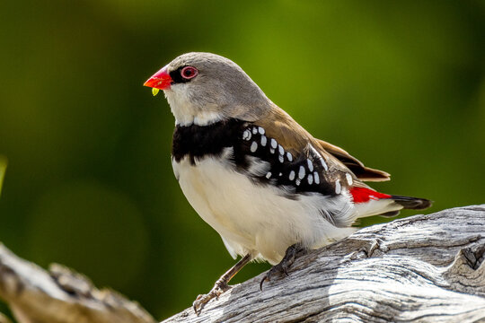 Diamond Firetail in Victoria Australia