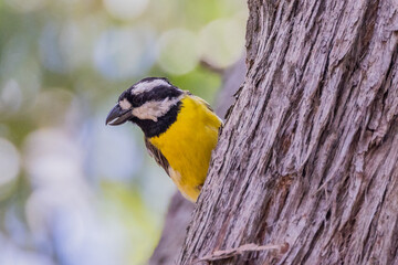 Eastern Shrike-tit in Victoria Australia