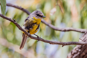 Juvenile Eastern Yellow Robin in Victoria Australia