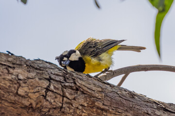 Eastern Shrike-tit in Victoria Australia