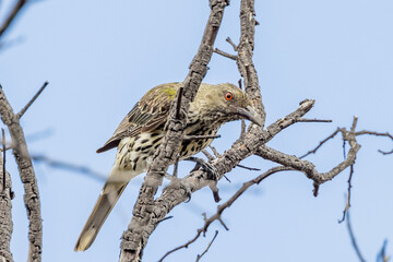 Olive-backed Oriole in Victoria Australia