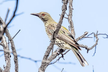 Olive-backed Oriole in Victoria Australia