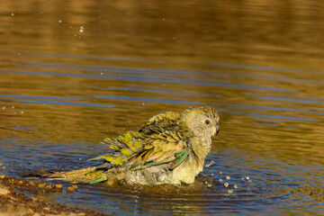 Red-rumped Parrot in Victoria Australia