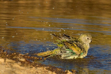 Red-rumped Parrot in Victoria Australia