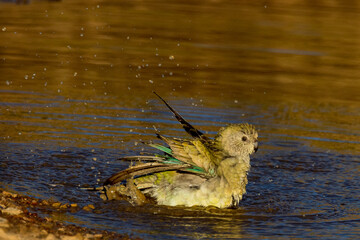 Red-rumped Parrot in Victoria Australia