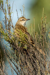 Rufous Songlark in Victoria Australia