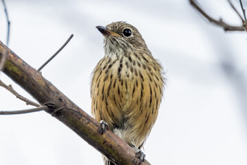 Rufous Whistler in Victoria, Australia