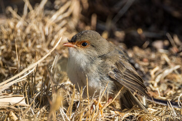 Superb Fairywren in Victoria Australia