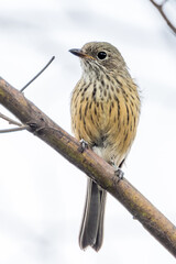 Rufous Whistler in Victoria, Australia