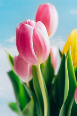 Beautiful bunch of different colors tulips on blue sky background, spring holiday concept, copy space