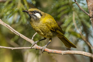 White-eared Honeyeater in Victoria Australia