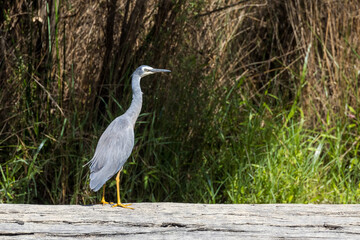 White-faced Heron in Victoria Australia