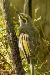 Yellow-faced Honeyeater in Victoria Australia