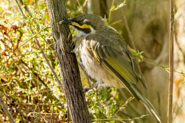 Yellow-faced Honeyeater in Victoria Australia