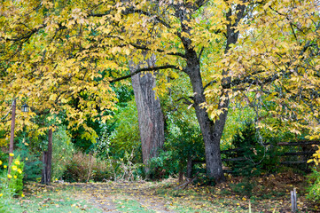 Fototapeta premium Otoño en campiña.
