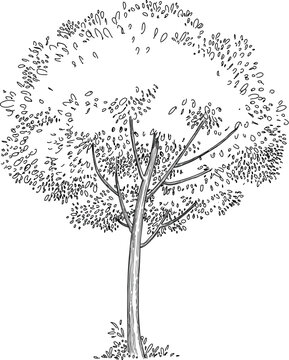 Plant tree forest icon outline, hand drawn vector. Garden drawing