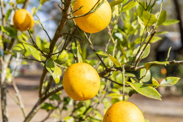 several ripe Florida oranges on a tree
