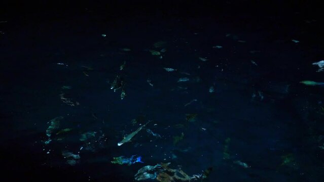 Mixed school of rainbow runner and other fishes feeding on ocean surface at night