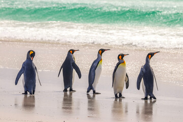 Obraz premium Volunteer Point, Falkland Islands, UK