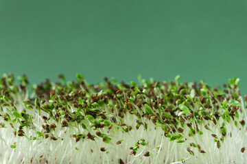 Macro shot of alfalfa microgreen sprouts on the bamboo wooden board against green background....