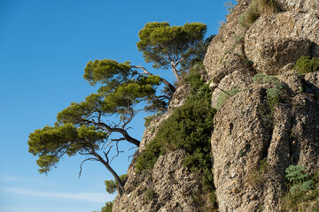 Italian riviera - Camogli, Liguria, Italy. Scenic landscape with steep cliffs and trees during a sunny day