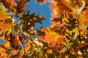Autumn oak tree leaves close-up with blue sky and blurred background, golden season