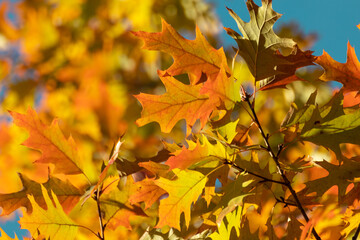 Autumn bright oak tree leaves close-up with blue sky and blurred background, golden season, nature details