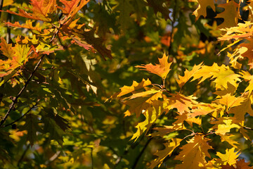 Autumn yellow oak tree leaves close-up with blurred dark forest background, nature details