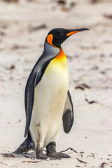 Volunteer Point, Falkland Islands, UK