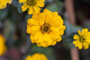 Yellow zinnia in a garden close up
