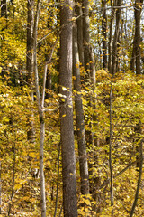 Fototapeta premium Tall trees close-up with yellow vivid leaves, forest in autumn, sunny nature patterns background
