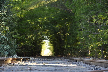 Obraz na płótnie Canvas Vias de tren. Tunel de árboles.