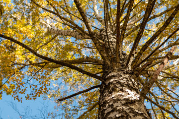 Obraz premium Autumn birch tree branches look up with yellow golden leaves on blue sky. Natural forest close-up view with blurry background 
