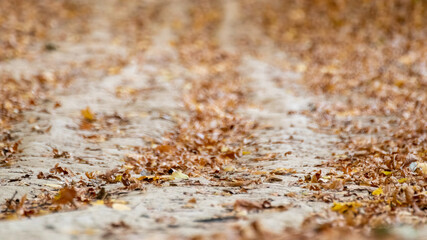 Walking path covered in dry autumn leaves close-up with selective focus