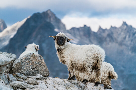Cute alpine sheep in the mountains looking at camera.
