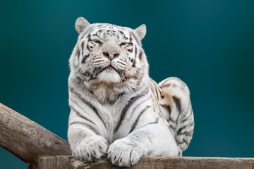 White tiger with black stripes laying on wooden deck. Close portrait view with dark green blurred background. Wild big cat