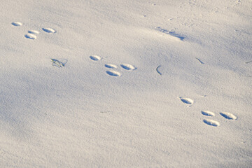 Fototapeta na wymiar The paw prints of a rabbit that hopped through the newly fallen snow last night here in Windsor in Upstate NY.