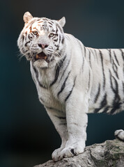 White tiger with black stripes standing on rock and roaring in powerful pose. Portrait with blurred background. Wild animals, big cat