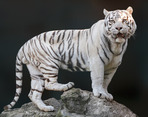 White tiger with black stripes standing on rock and roaring in powerful pose. Portrait with dark...