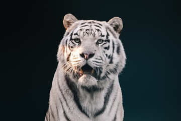 White tiger with black stripes powerful pose portrait. Close-up view with dark blurred background. Wild animals in zoo, big cat